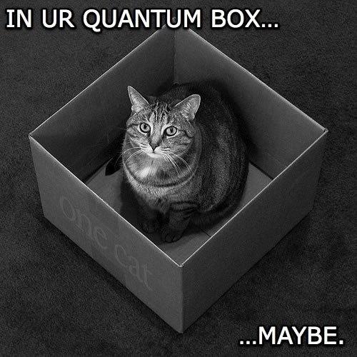 500x_schrodingers-lolcat1