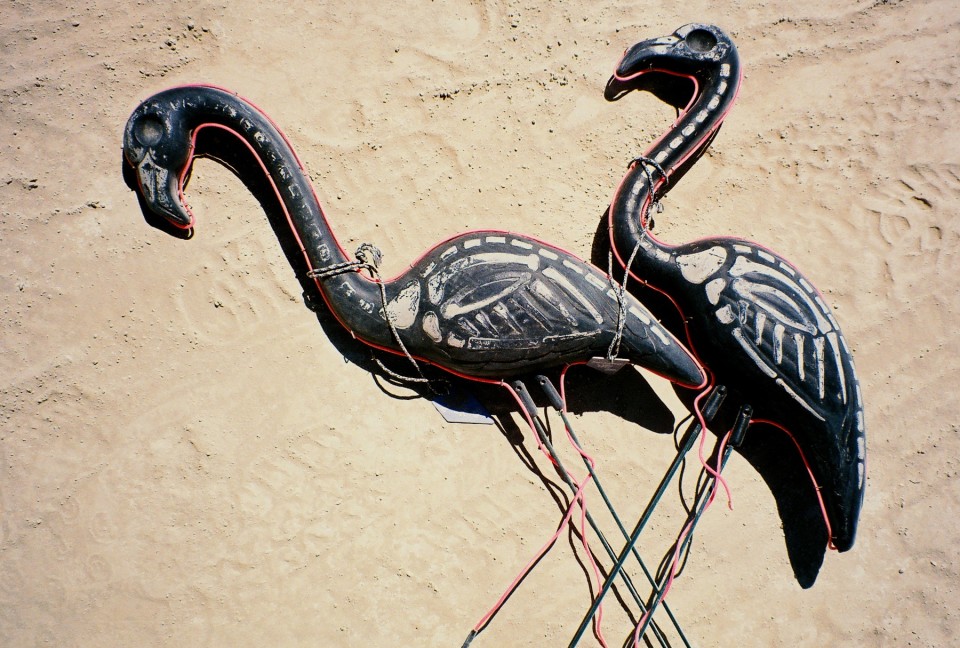 mirror flamingo