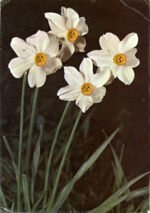 narcissusflwr